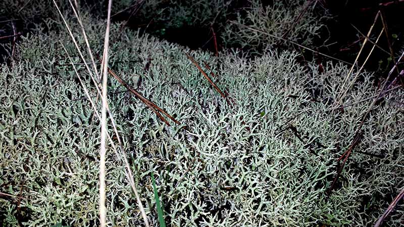 Cladonia rangiformis #49015