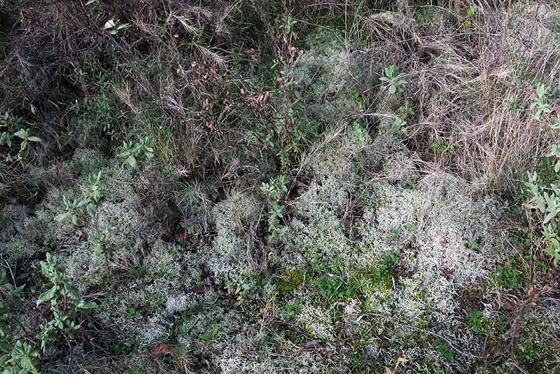 Cladonia rangiformis #49014