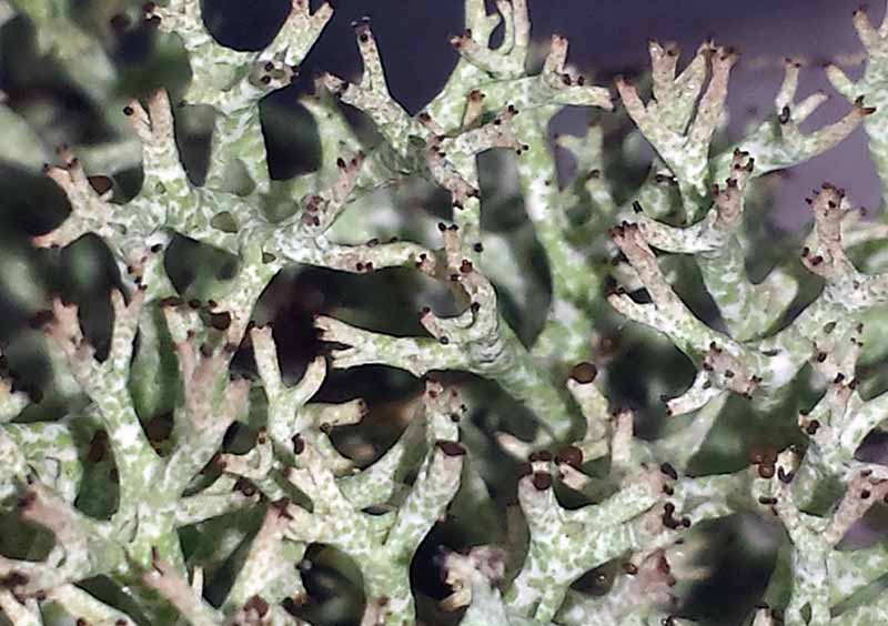 Cladonia rangiformis #49016