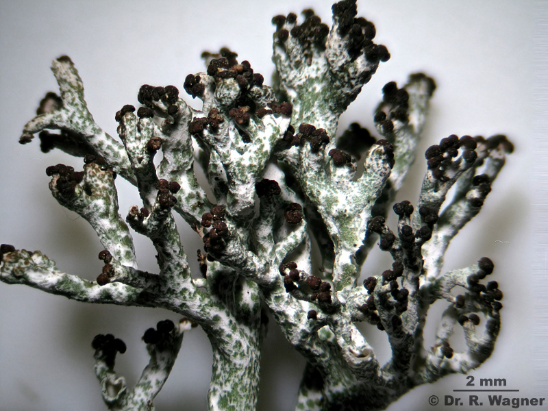 Cladonia rangiformis #18897