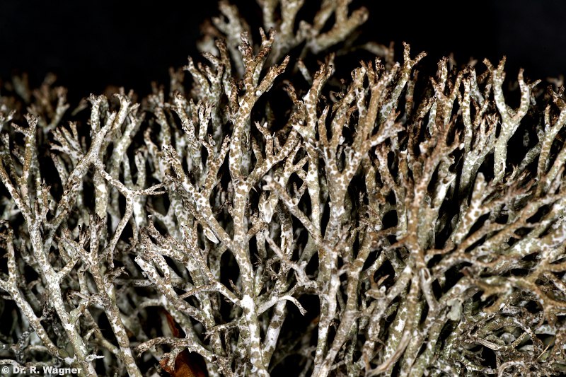 Cladonia rangiformis #18896