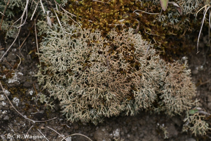 Cladonia rangiformis #18895