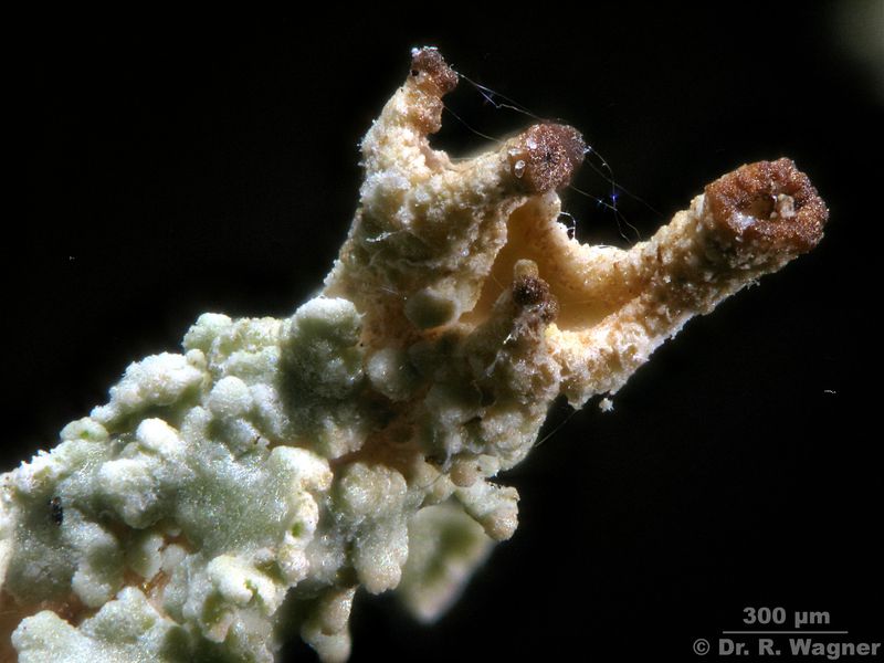 Cladonia squamosa var. squamosa #19298