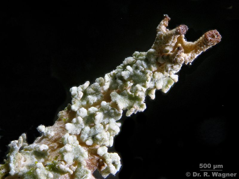 Cladonia squamosa var. squamosa #19297
