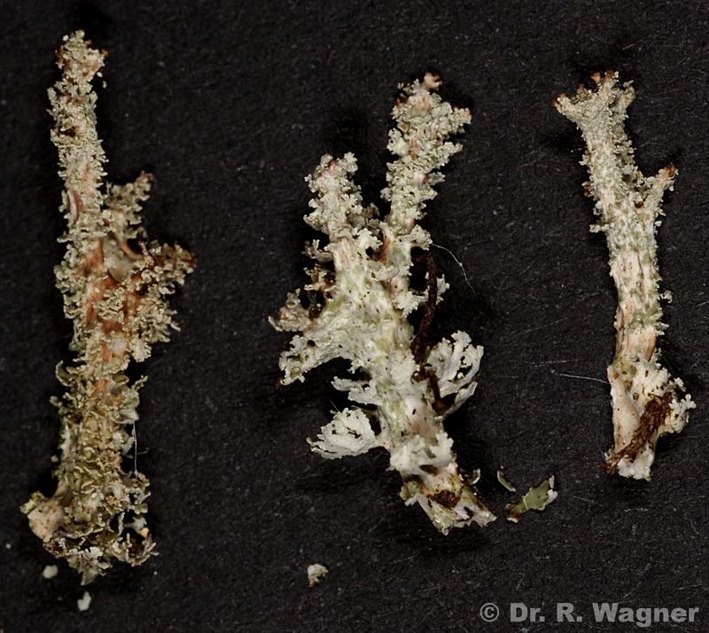 Cladonia squamosa var. squamosa #19296