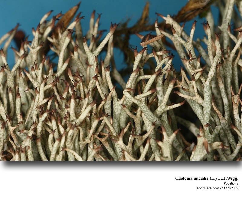 Cladonia uncialis (L.) F.H.Wigg. #9229