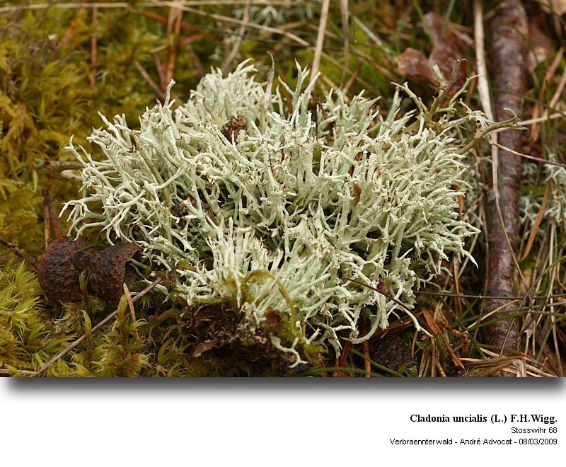 Cladonia uncialis (L.) F.H.Wigg. #9228