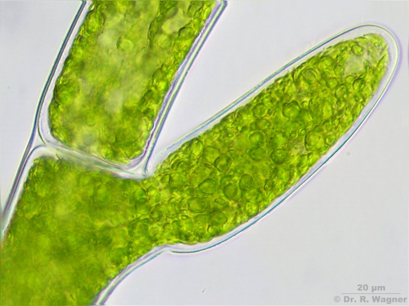Cladophora glomerata #2995