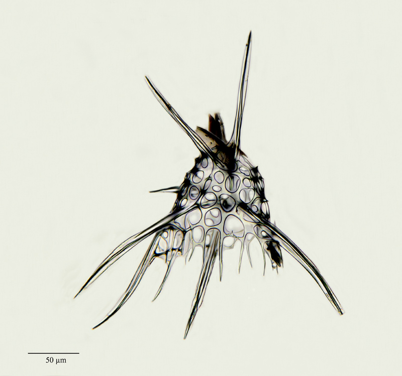Cladoscenium boreale Elger n. sp. #21642