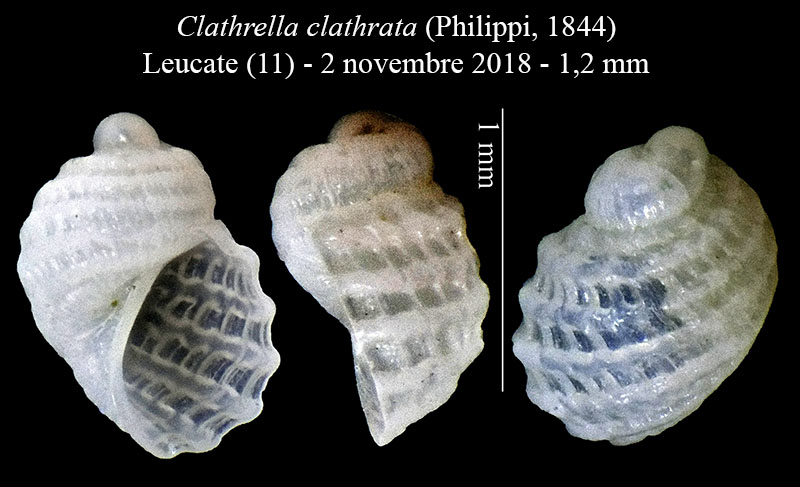 Clathrella clathrata #58345