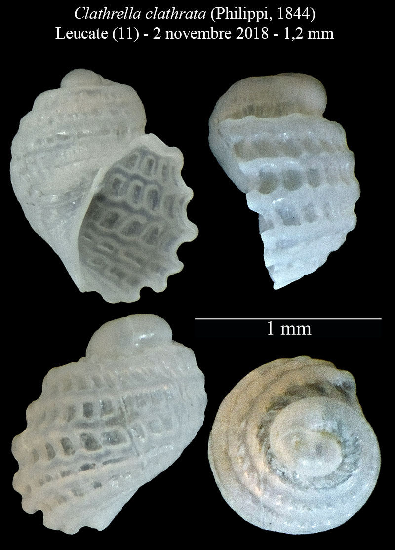 Clathrella clathrata #58344