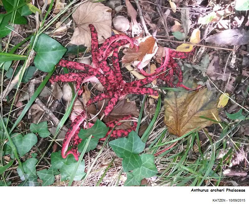Clathrus archeri (Berk.) Dring #42144