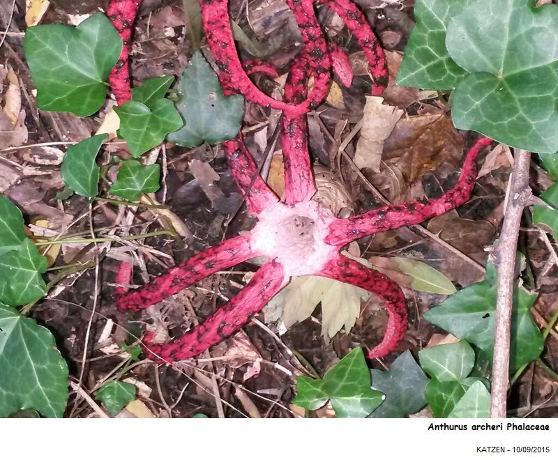 Clathrus archeri (Berk.) Dring #42143