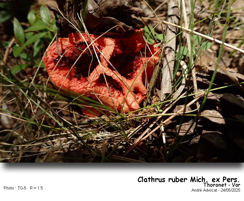 Clathrus ruber Mich.ex Pers. #82517