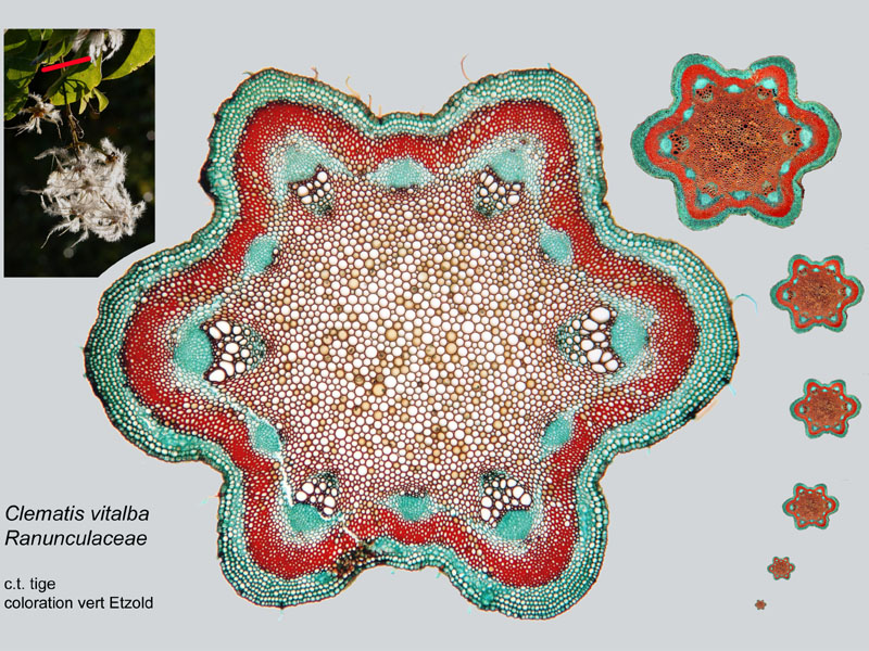 Clematis vitalba, histologie #17879