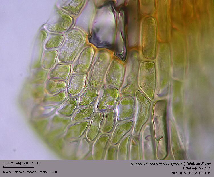 Climacium dendroides (Hedw.) Web.& Mohr #2022