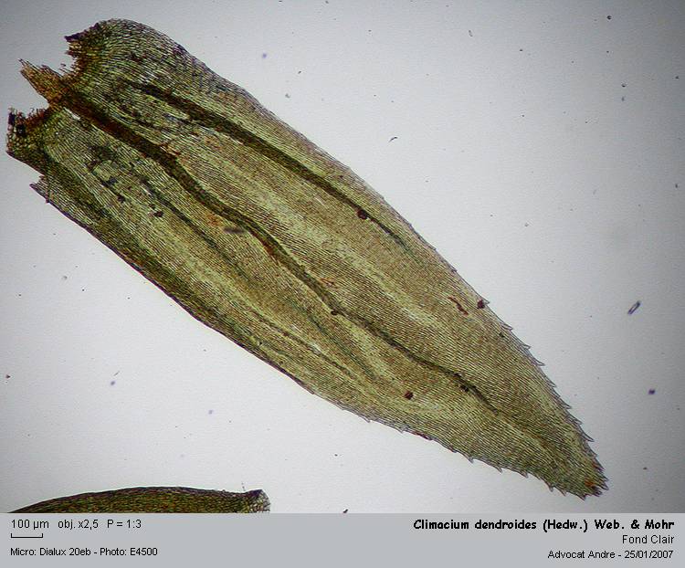 Climacium dendroides (Hedw.) Web.& Mohr #2019