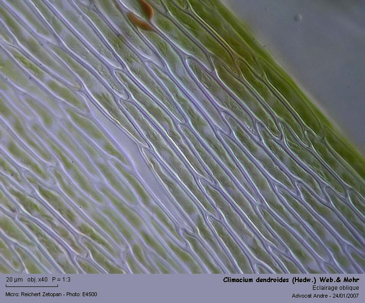 Climacium dendroides (Hedw.) Web.& Mohr #2023
