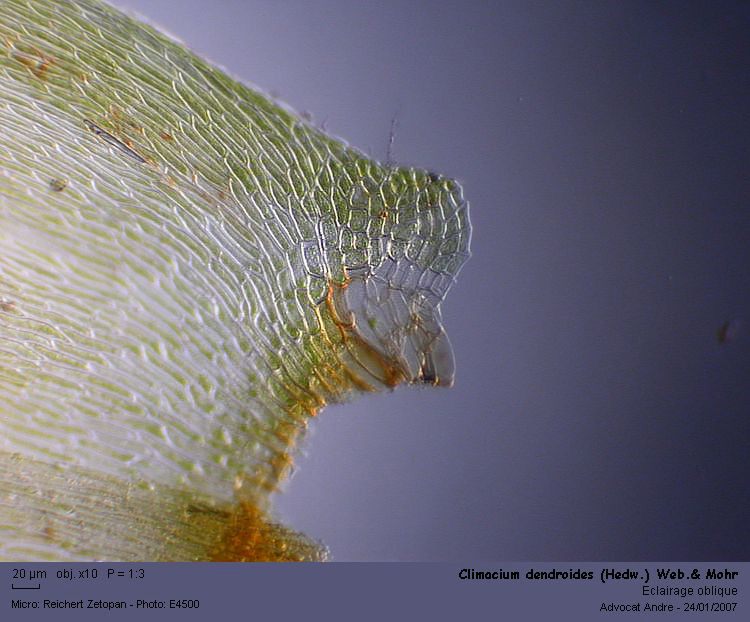 Climacium dendroides (Hedw.) Web.& Mohr #2020
