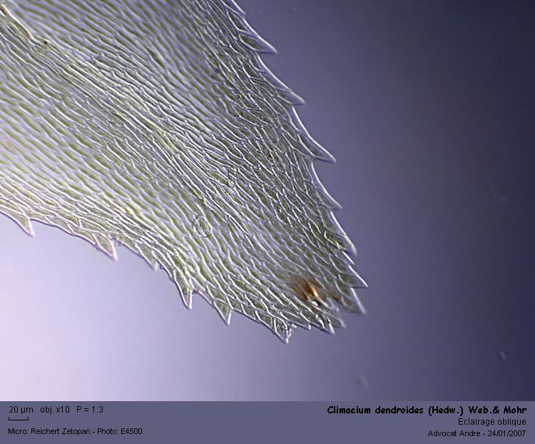 Climacium dendroides (Hedw.) Web.& Mohr #2026