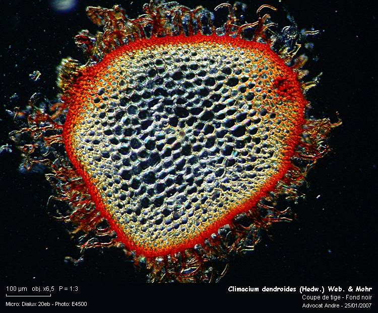 Climacium dendroides (Hedw.) Web.& Mohr #2024