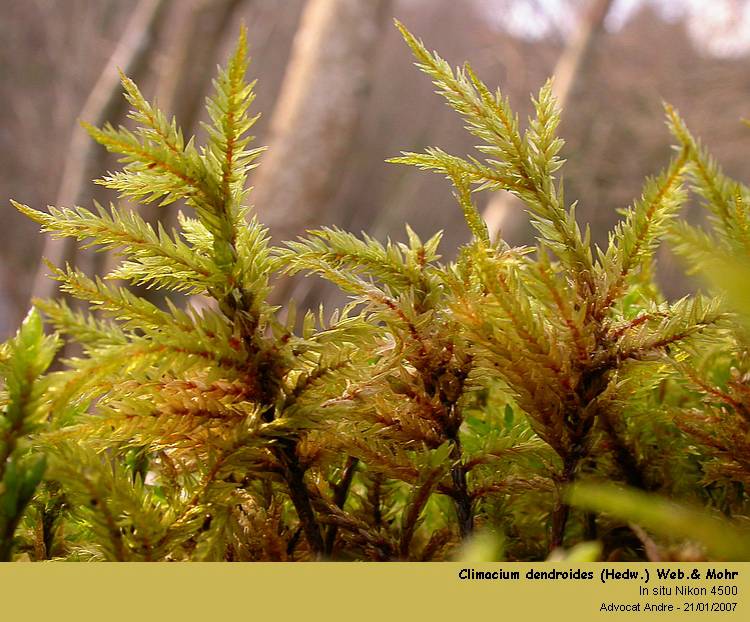 Climacium dendroides (Hedw.) Web.& Mohr #2018