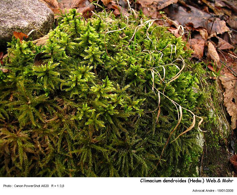 Climacium dendroides (Hedw.) Web.& Mohr #2017