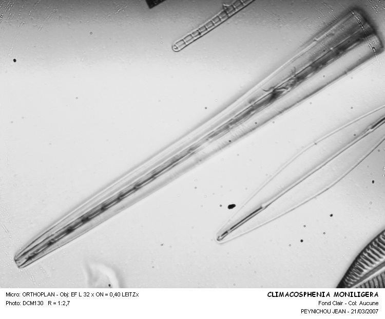 CLIMACOSPHENIA MONILIGERA #33576