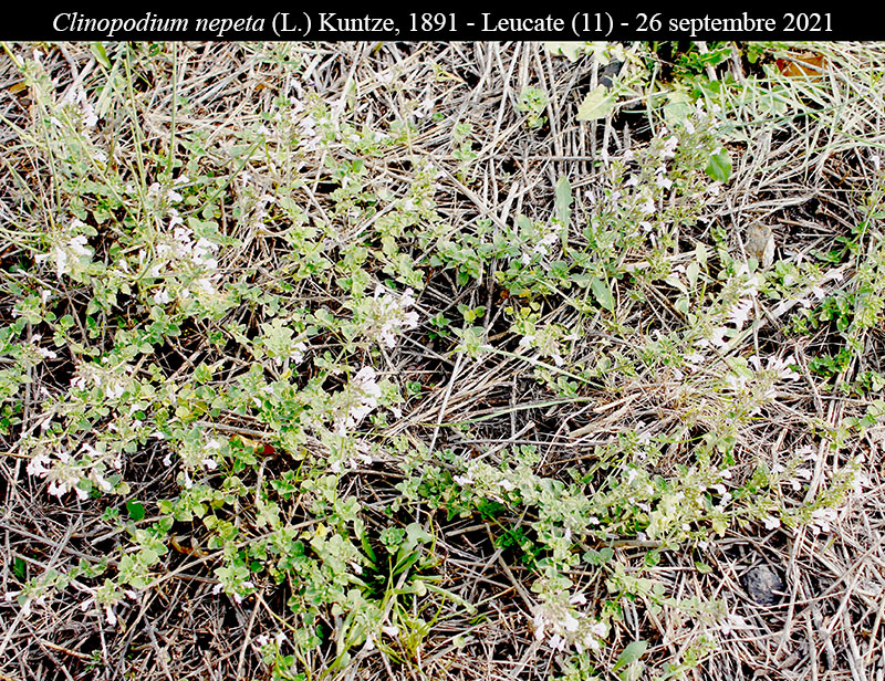 Clinopodium nepeta #68516