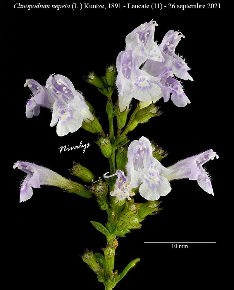 Clinopodium nepeta #68519