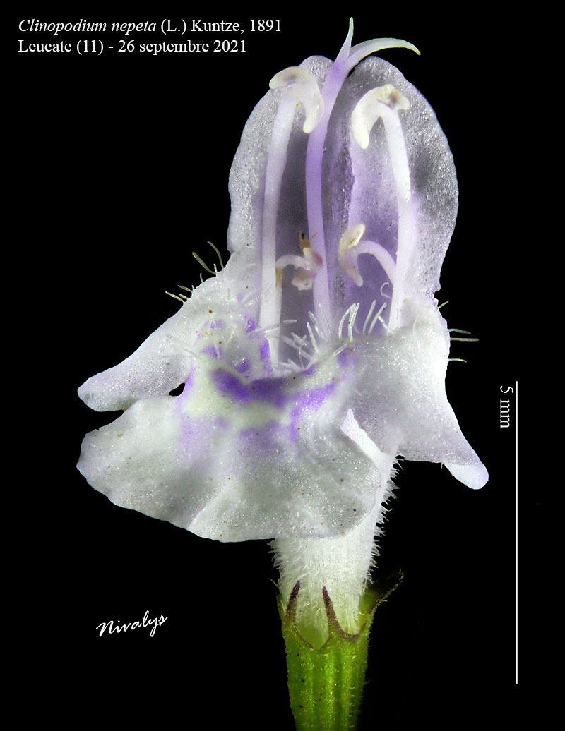 Clinopodium nepeta #68522