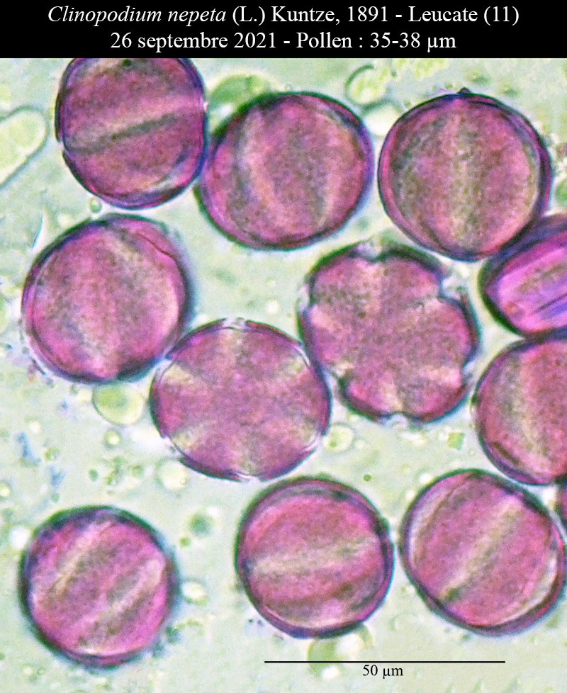 Clinopodium nepeta #68525