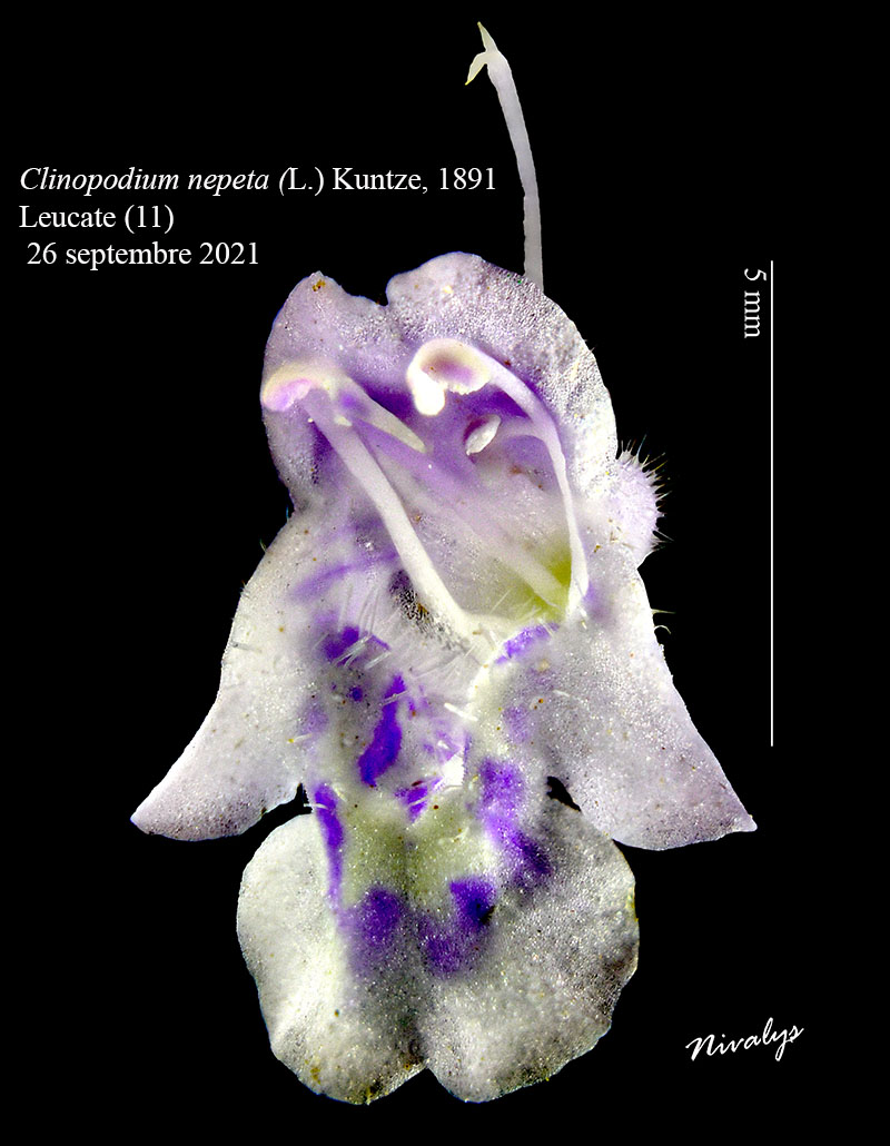 Clinopodium nepeta #68521