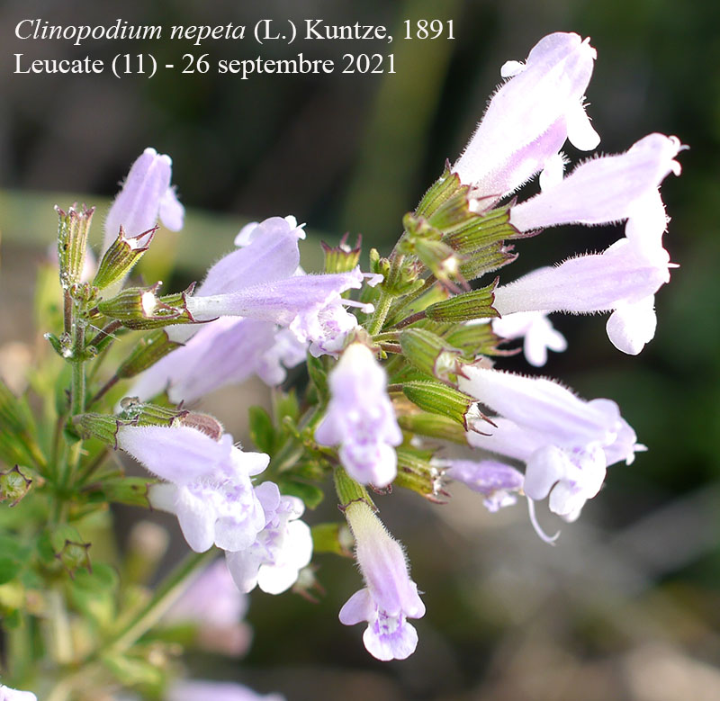 Clinopodium nepeta #68518