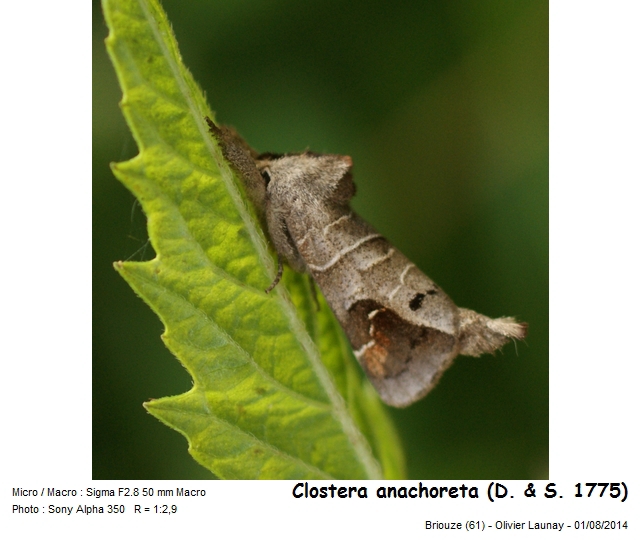 Clostera anachoreta (Denis & Schiffermüller, 1775) #43252