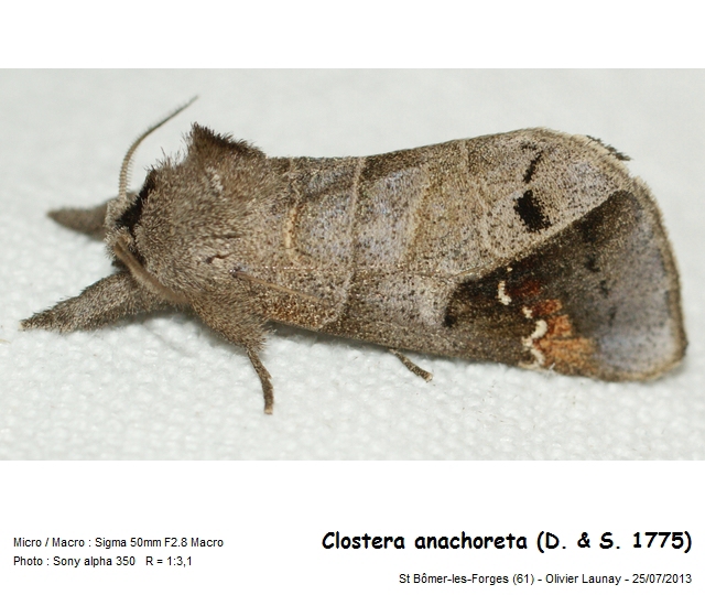 Clostera anachoreta (Denis & Schiffermüller, 1775) #43253