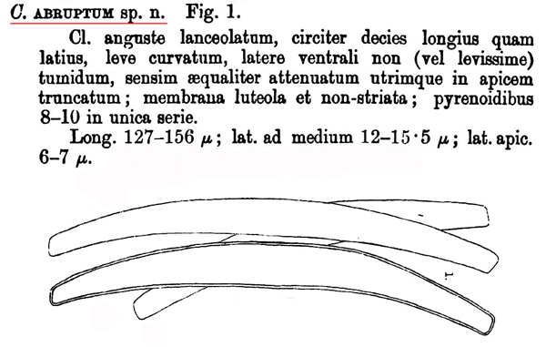 Closterium abruptum W.West #81410