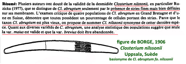 Closterium abruptum W.West #84486