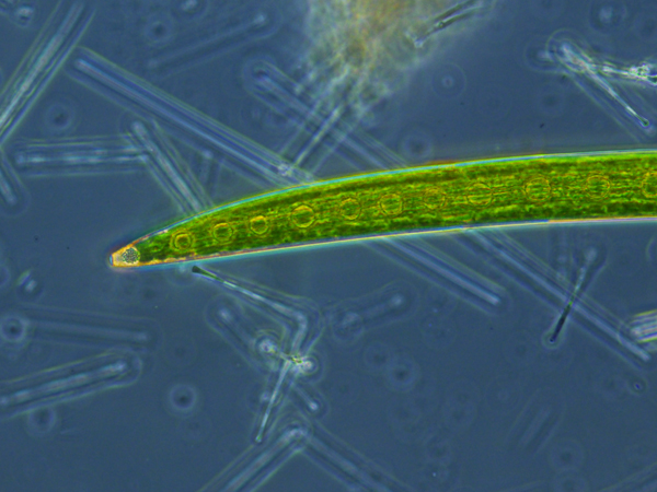 Closterium acerosum Ralfs, 1842 #47293