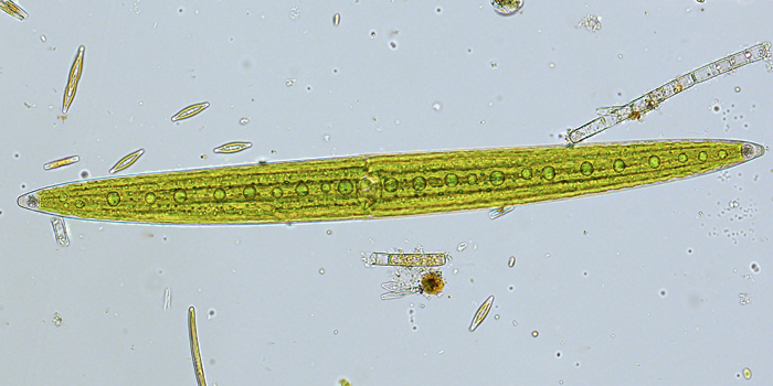 Closterium acerosum Ehrenberg ex Ralfs, 1848 #69992