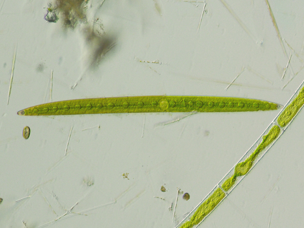 Closterium acerosum Ralfs, 1842 #47291