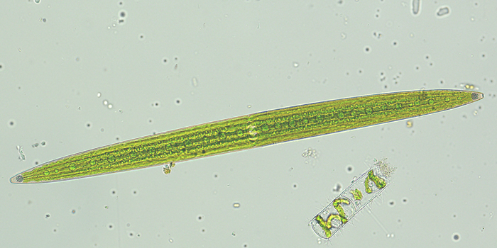 Closterium acerosum Ehrenberg ex Ralfs, 1848 #69991