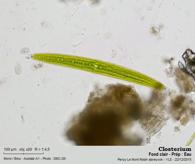 Closterium acerosum Ralfs, 1842 #47290