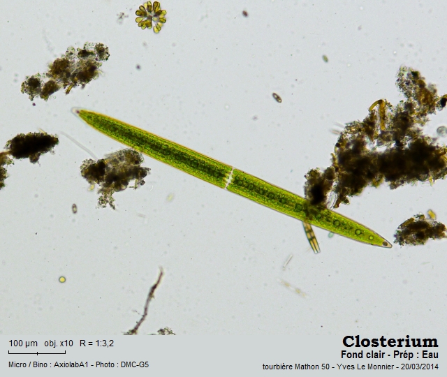 Closterium acerosum Ralfs, 1842 #47289