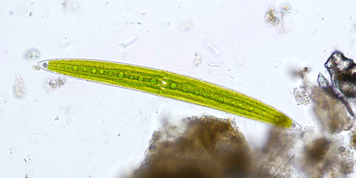 Closterium acerosum Ehrenberg ex Ralfs, 1848 #69990