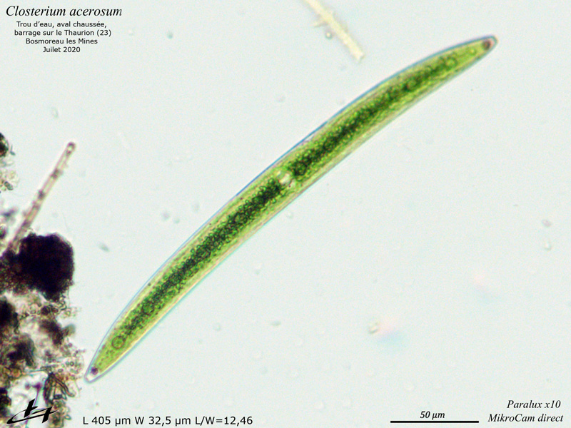 Closterium acerosum #65482
