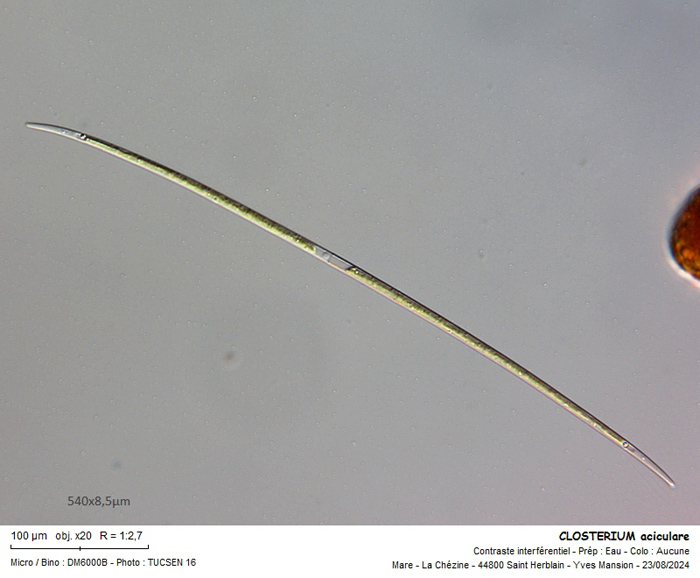 Closterium aciculare T. WEST, 1860 #81208