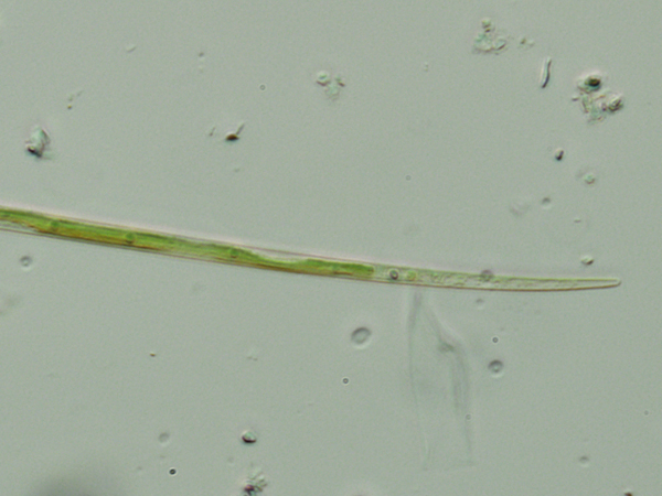 Closterium aciculare T. West, 1860 #47926