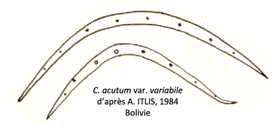 Closterium acutum Ralfs #73500
