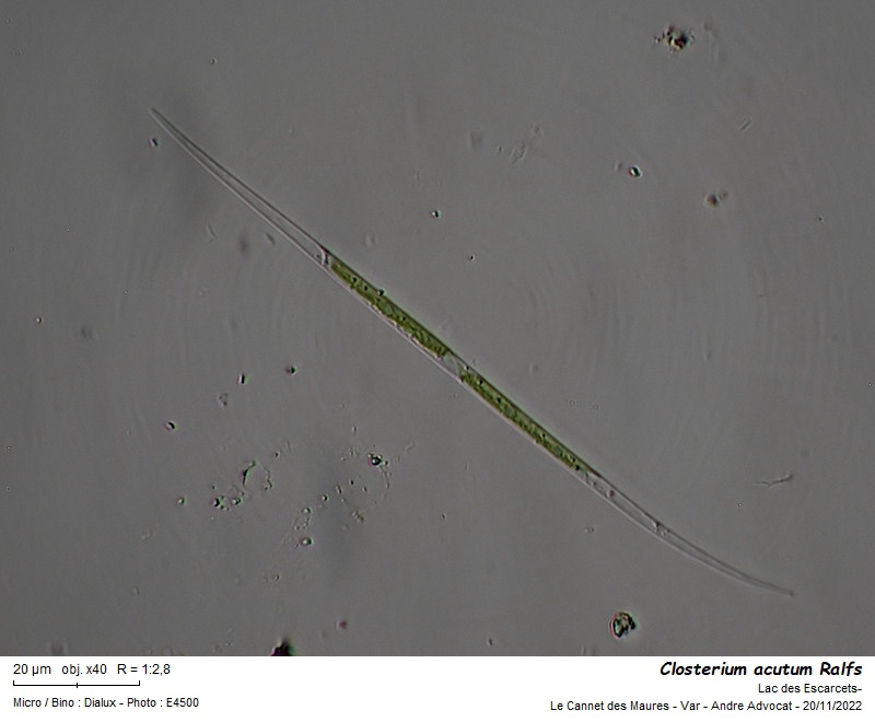 Closterium acutum Ralfs #72873
